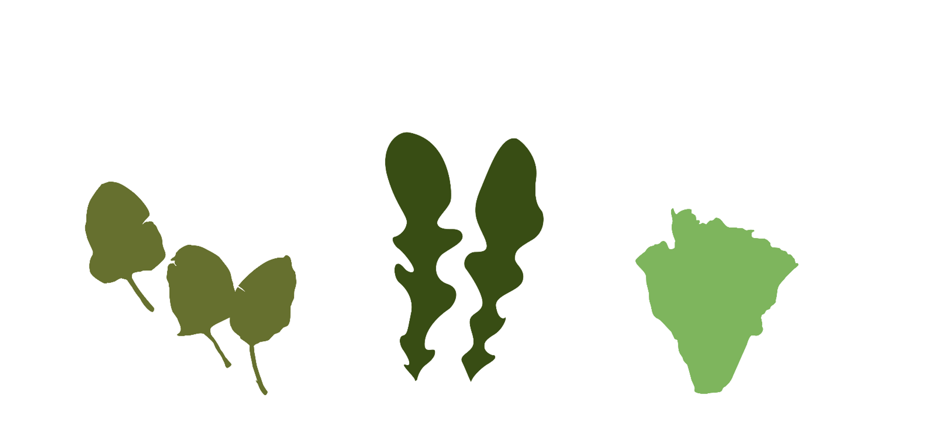 Lettuce Graphic